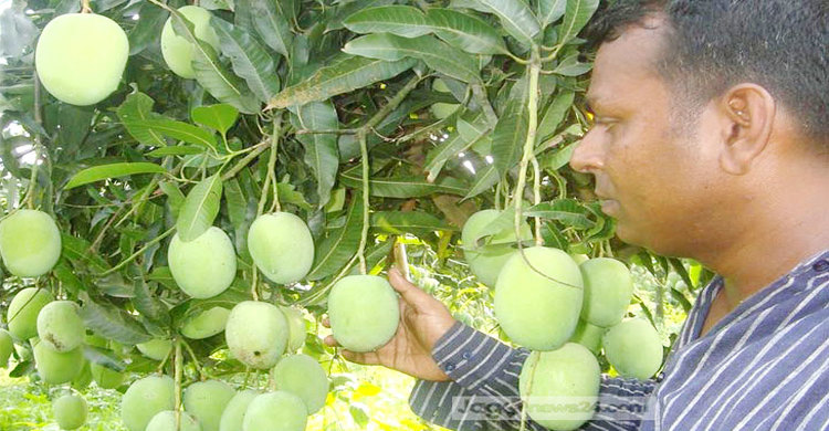 Tangail-Mango