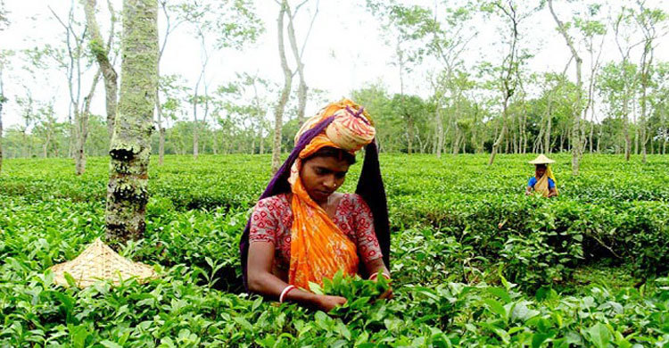 Tea-Labourer