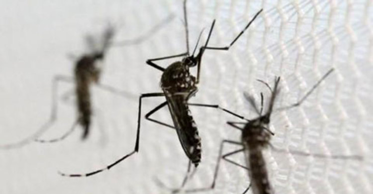 চিকুনগুনিয়া-ডেঙ্গুর প্রাদুর্ভাব প্রতিরোধে অবহিতকরণ সভা