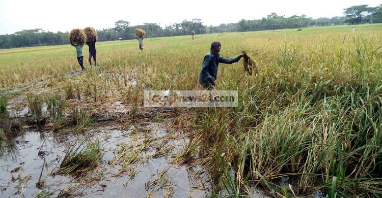 পিরোজপুরে পানিতে নষ্ট হচ্ছে পাকা ধান