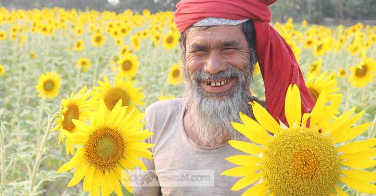 চাষির মুখে সূর্যমুখীর হাসি