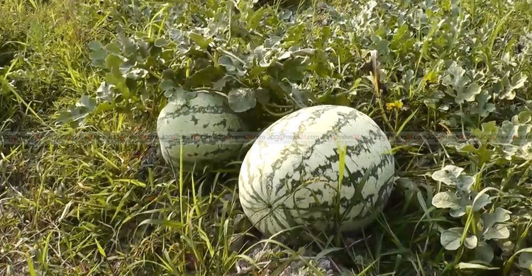 বরগুনায় তরমুজ চাষে আগ্রহ নেই কৃষকের