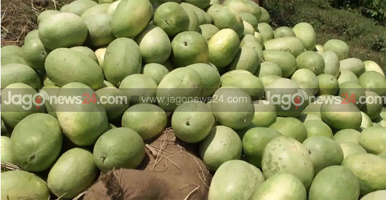 ভোলায় তরমুজের আবাদ কমেছে