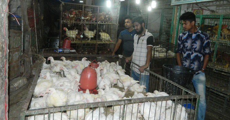 চাঁদপুরে মুরগির দাম কেজিতে বেড়েছে একশ টাকা