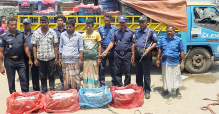 অর্ধ কোটি টাকার ইলিশের চালানসহ আটক ৩
