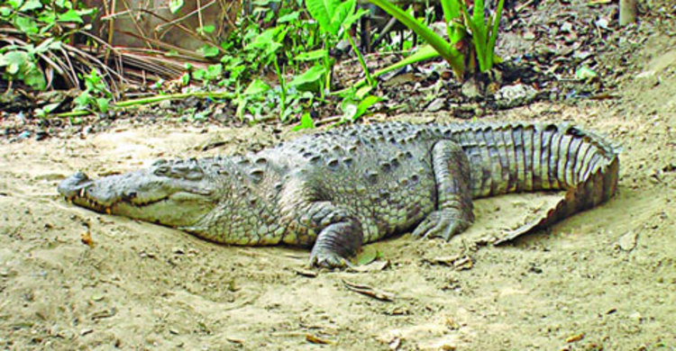ডিম পেড়েছে খানজাহানের মাজারের কুমির