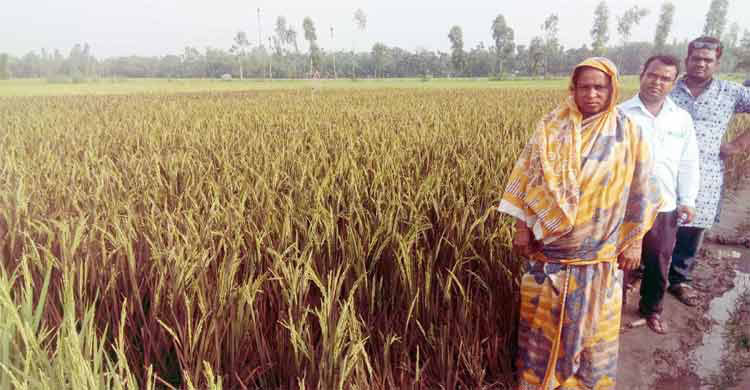 ধানখেত দেখতে জনতার ঢল