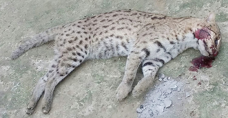 ছাগল খেতে এসে প্রাণ গেল চিতাবাঘের