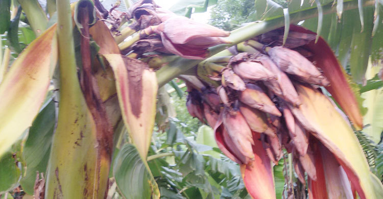 কলাগাছে ৫৫ মোচা