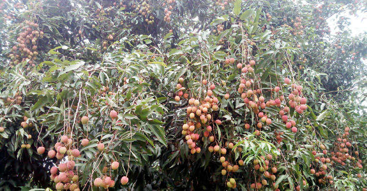 লাল-গোলাপী রঙে সেজেছে ফরিদপুরের লিচু বাগান