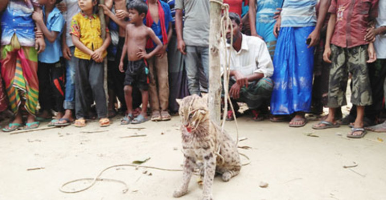 এবার জনতার হাতে আটক মেছোবাঘ