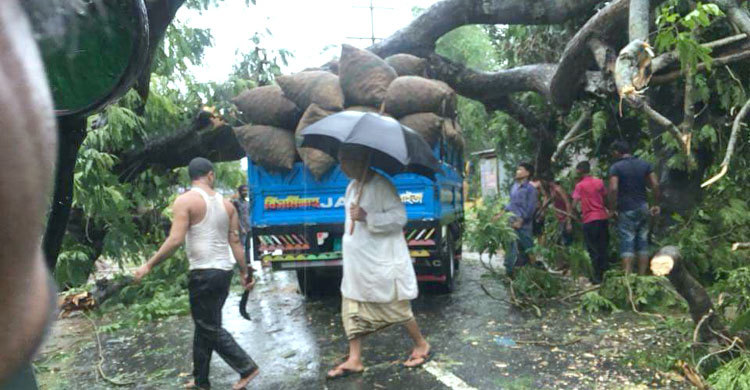 ঝড়ে ট্রাকের উপর আছড়ে পড়লো গাছ