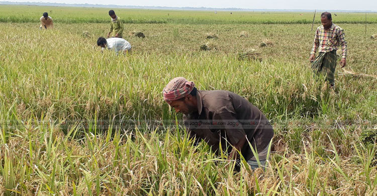 মৌলভীবাজারে বোরোর বাম্পার ফলন তবুও শঙ্কা