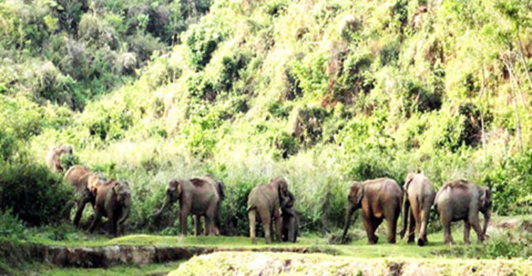 কক্সবাজারে বন্যহাতির আক্রমণে কাঠুরিয়ার মৃত্যু