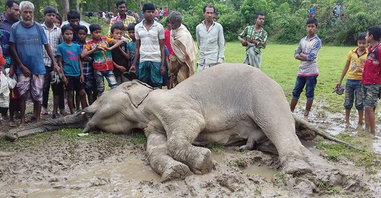 ভারত থেকে আসা অসুস্থ হাতির মৃত্যু