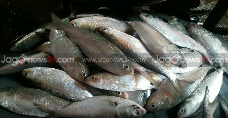 পহেলা বৈশাখ ঘিরে পদ্মায় ইলিশ শিকারের মহোৎসব