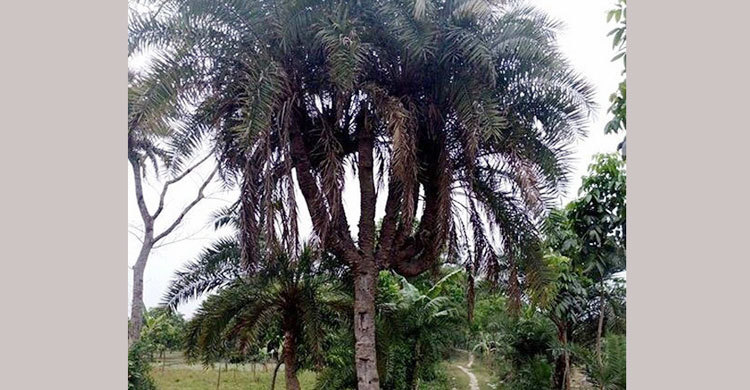 এক খেজুর গাছের ৭ মাথা
