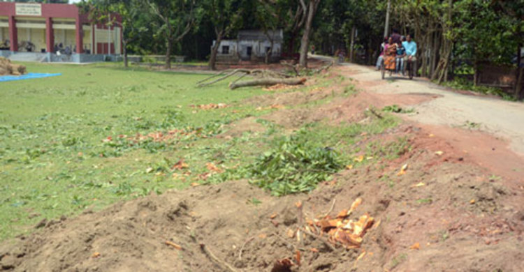 স্কুলের গাছ কেটে বিক্রি করলেন স্কুলের সভাপতি