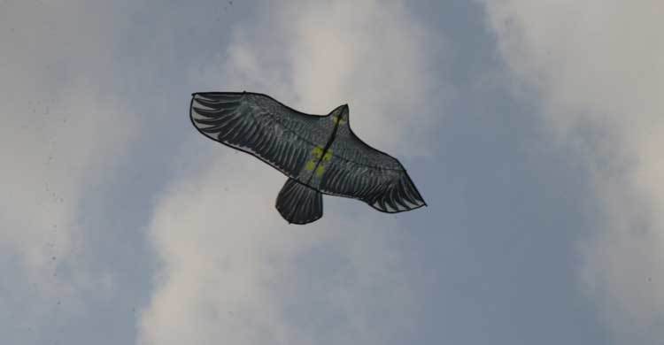 ঘুড়ি উড়িয়ে বর্ষবরণ উদযাপন