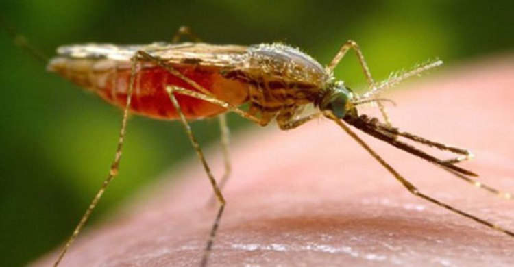 পার্বত্যাঞ্চলে কমেছে ম্যালেরিয়া, তবে ঝুঁকি রয়েছে