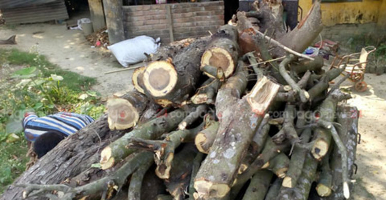 সরকারি গাছ কাটার অপরাধে ২ জনের কারাদণ্ড