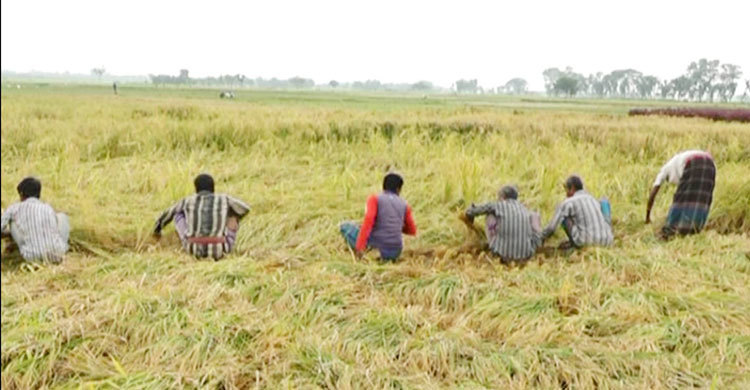 Meherpur-Paddy-Blast