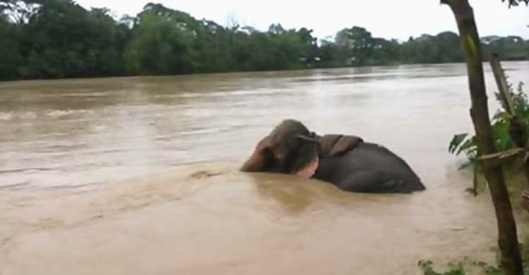 হাতির অভিমান!