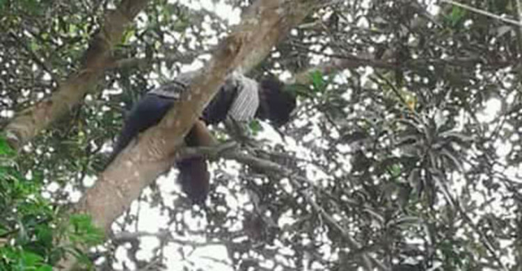 আম পাড়তে গিয়ে...