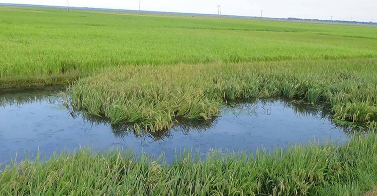 তিন সমস্যা ঘিরে ধরেছে হাওরের বোরো চাষিদের