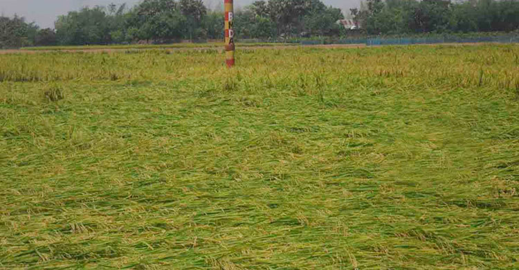 নওগাঁয় বোরো ধানের ব্যাপক ক্ষতি