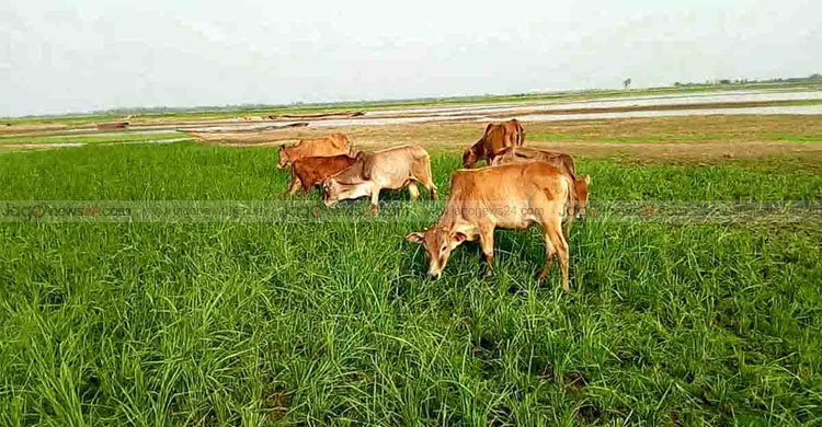গরু-ছাগল দিয়ে ৪০ বিঘা জমির ফসল নষ্ট
