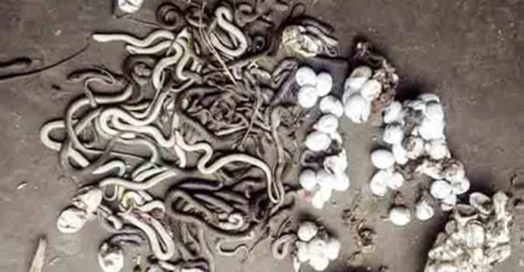 রানীনগরে কাঠমিস্ত্রির ঘরে ২৫০টি গোখরো সাপ