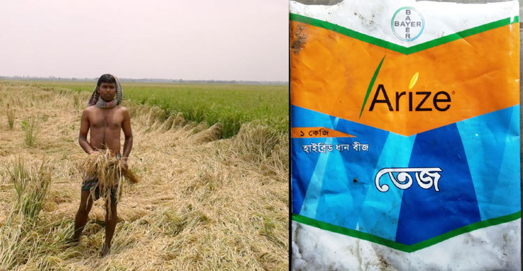 নকল ধান, পুড়ল কৃষকের কপাল