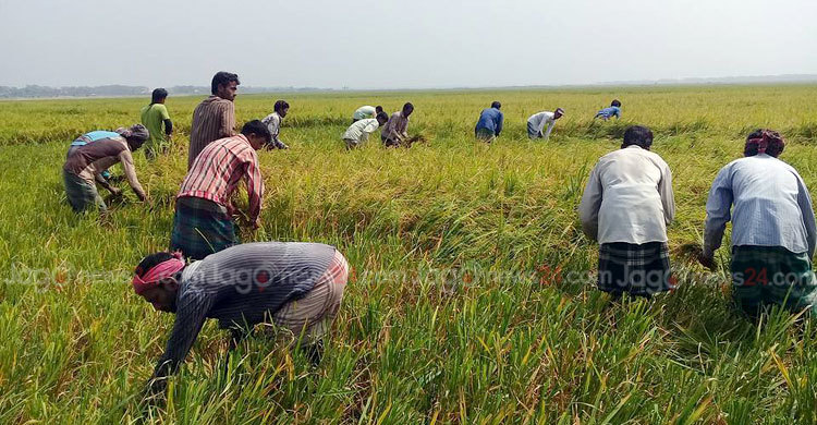 নেত্রকোনায় বোরো ধানের বাম্পার, আধুনিক যন্ত্র চায় কৃষকরা