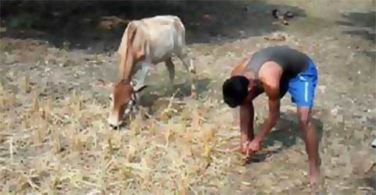 আইপিএল জুয়ার টাকা যোগাতে যুবকের গরু চুরি