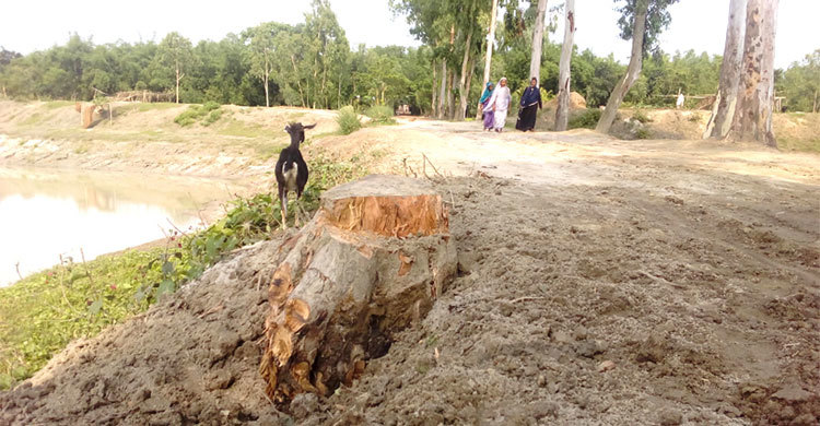 অনুমতি ছাড়াই সড়কের ১৪ গাছ কাটলেন চেয়ারম্যান