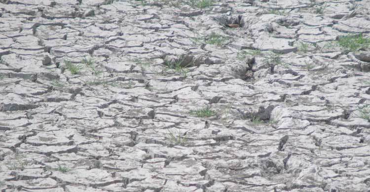 পরিবর্তিত জলবায়ুতে সহনশীল জাতের ফসল উৎপাদনের তাগিদ
