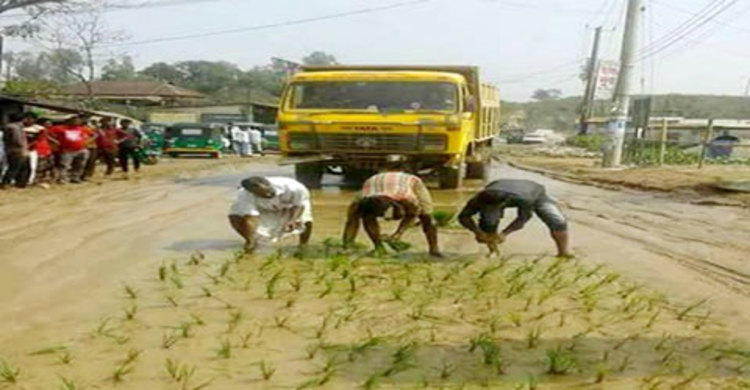 উস্তাদ সামনে তো ধান ক্ষেত