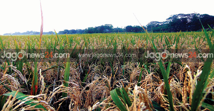 ‘ধানের ভেতর চাল নেই’