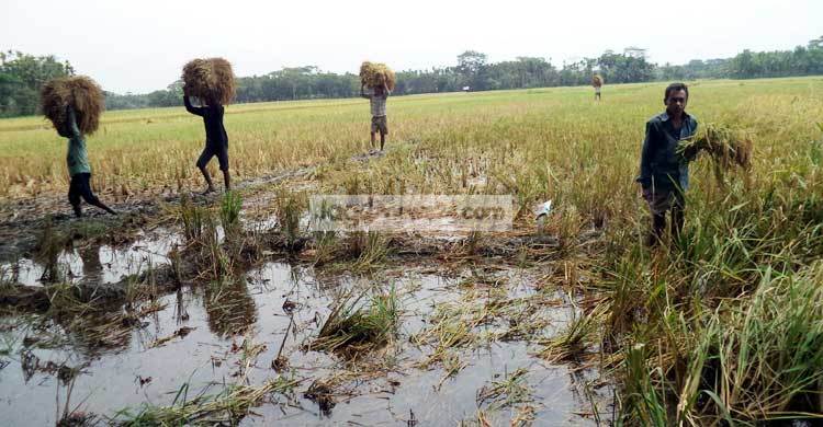 Pirojpur-Paddy-Harvesting--