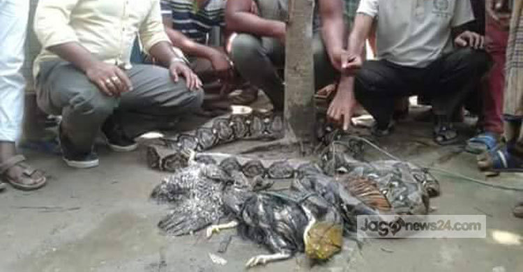 মুরগি খেতে এসে ধরা পড়ল অজগর