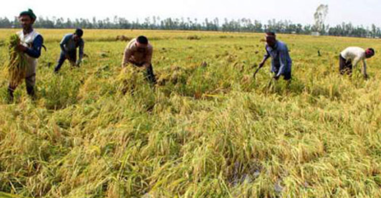 বগুড়ায় শিলাবৃষ্টিতে আড়াই হাজার হেক্টর জমির ধান ক্ষতিগ্রস্ত