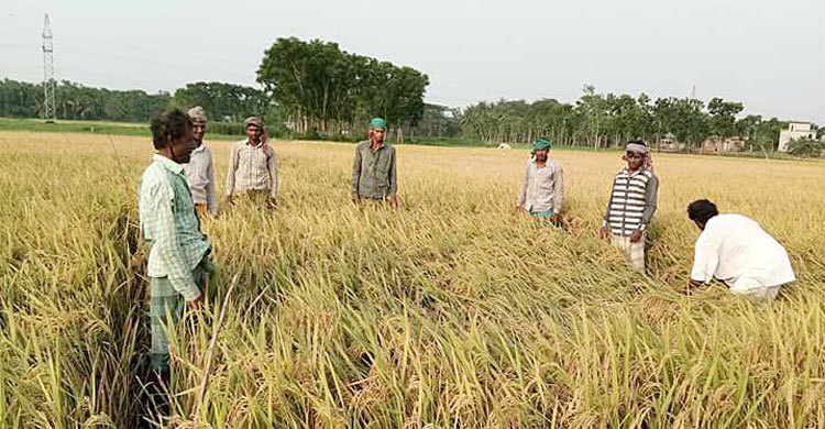 রাজবাড়ীতে বোরো ধানের বাম্পার ফলন