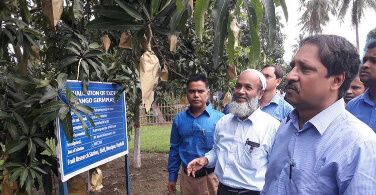 জলবায়ু পরিবর্তনের কবলে রাজশাহীর আম