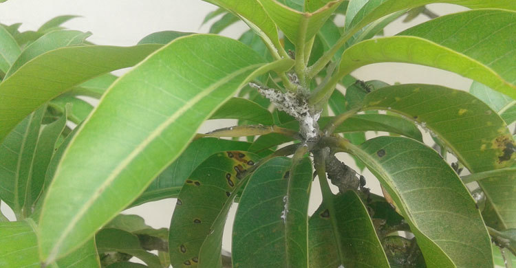 Rajshahi-Mango-Fruit3