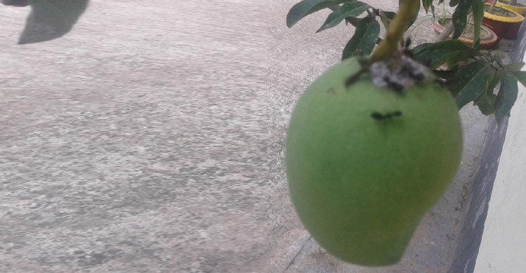Rajshahi-Mango-Fruit3