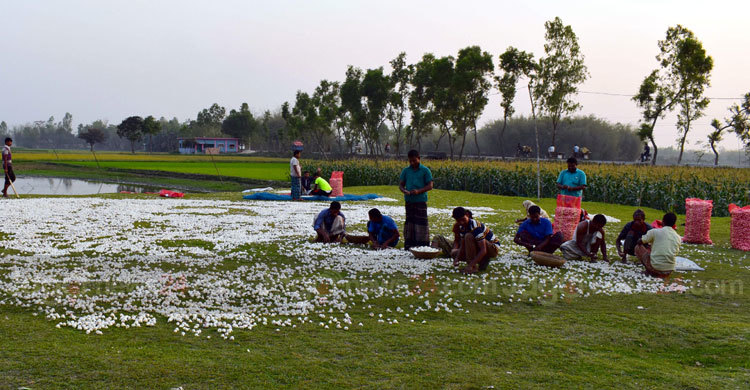 রসুনের দাম কম হওয়ায় কৃষকের আত্মহত্যা