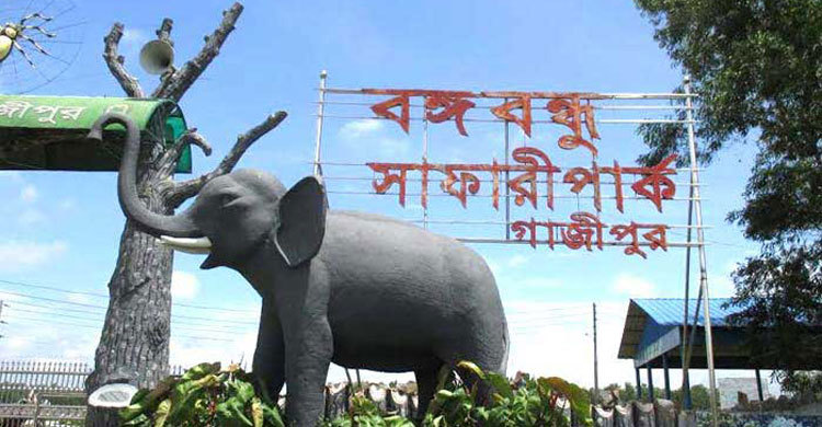 সাফারি পার্কে তিন পা বিশিষ্ট বাঘিনীর মৃত্যু