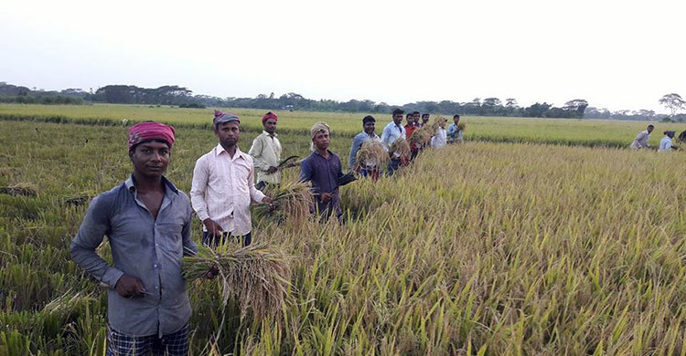এক মণ ধানের দামেও মিলছে না একজন শ্রমিক
