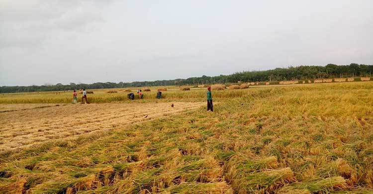 ব্লাস্টরোগের ক্ষতি পোষাবে বাজার দর